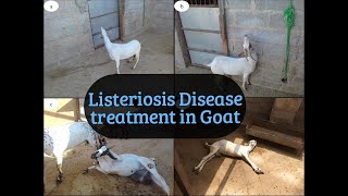 Listeriosis disease treatment in goat [upl. by Samohtnhoj204]