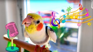 Best way to Cockatiel singing training  My Happy cockatiel singing at Home [upl. by Olfe]