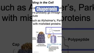 Chaperonin’s role in protein folding biology science [upl. by Eirrac48]