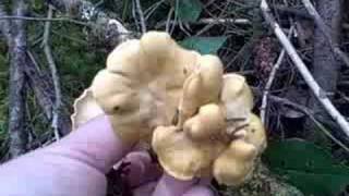 Mushroom Hunting  Pacific NW  Chanterelles  2 of 4 [upl. by Elleron330]