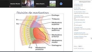 Mediastino [upl. by Orsay]