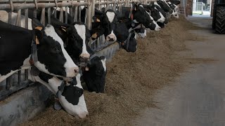 Feeding the cows [upl. by Carolin]