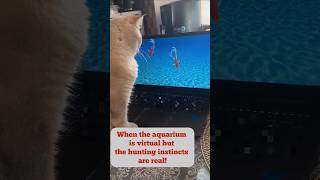 Cat’s Hilarious Reaction to Swimming Fish on the Laptop Screen funnycatsvideo [upl. by Naillig]