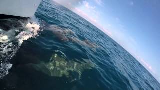 Dolphins at the Bow Placencia Belize [upl. by Rosenberg]