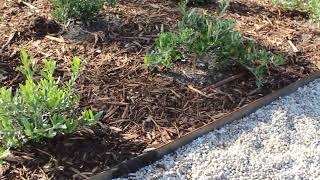 Corten Steel Edging Done Right Los Angeles [upl. by Matt]