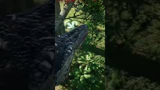 Herrerasaurus hunt Diablo theisleevrima dino theisle gaming nature [upl. by Hael706]