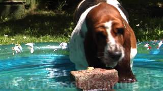 Basset Hund in Zeitlupe [upl. by Anurb]