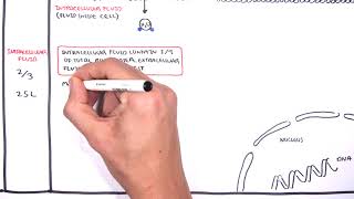 Overview of Fluid and Electrolyte Physiology Fluid Compartment [upl. by Harmonie]