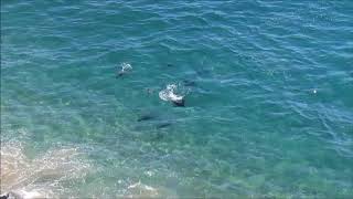 Great white shark v seals in Plett [upl. by Seth]