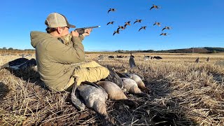 GOOSE HUNTING PinkFooted Geese in the Heart of SCOTLAND [upl. by Bortman567]