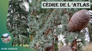 Le cèdre de lAtlas Cedrus atlantica  comment reconnaître ce résineux très prometteur [upl. by Alathia]