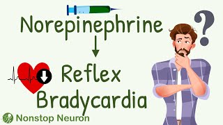 The Most Discussed Question in ANS Pharmacology How Does Norepinephrine Cause REFLEX Bradycardia [upl. by Otrepur]