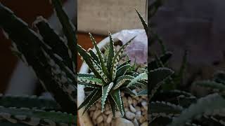 The Zebra Plant Hawothiopsis Fasciata haworthia succulent houseplants [upl. by Finbur240]