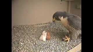 Falcon Nest  Columbus Ohio  Feeding [upl. by Nylessoj450]