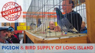 The Best PIGEON Auction  Long Island NY [upl. by Kevyn]