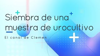 Siembra de una muestra de urocultivo 🦠🧫 [upl. by Ahsilem218]