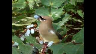 Feeding a Cedar Waxwing [upl. by Nalhsa]