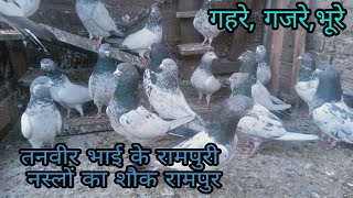 Ghere gajre bhure  pigeons of tanveer bhai rampur up [upl. by Gavin]