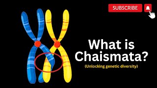 Exploring Chiasmata and Genetic Crossroads The Power of Chiasmata in Meiosis [upl. by Adile33]