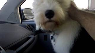 Old English Sheepdog 4 months old barks at traffic jam [upl. by Rosetta]