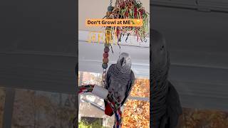 Symon says Don’t Growl at me🦖😆🦖funny birds parrot africangrey growl pets cag talking [upl. by Bibby]