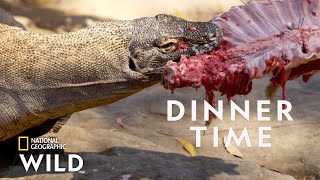 Feeding a Komodo Dragon  Secrets of the Zoo Down Under [upl. by Davena]