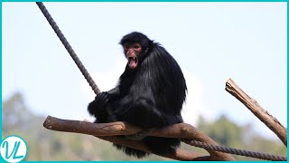 King Of Swings  The Spider Monkeys [upl. by Anitsyrk550]