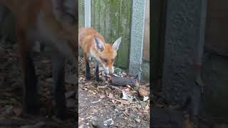 New Fox Cub Friend [upl. by Efioa]