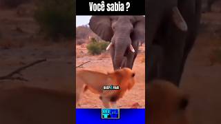 ANIMAIS QUE VENCERIAM O LEÃO cejotatv vocesabia curiosidades [upl. by Waylin234]