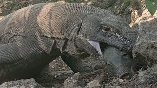 Komodo swallows piglets alive [upl. by Horace70]