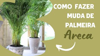 COMO FAZER MUDA DE PALMEIRA ARECA [upl. by Veal158]