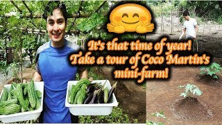 Its that time of year Take a tour of Coco Martins mini farm [upl. by Hamon766]