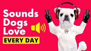 Sounds That Dogs Love EVERY DAY [upl. by Corena]