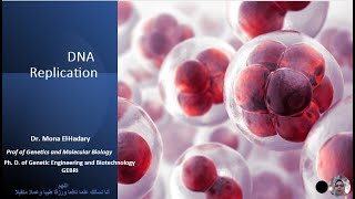 DNA Replication Mol Biol [upl. by Yatnohs]