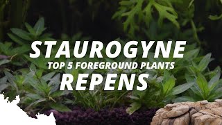 staurogyne repensWhat are the most popular foreground plants  Part 3  5 [upl. by Ecirtal]