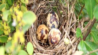 Strange​​ Egg Birds On Nest ar Forest  Egg Birds Welcome New Hatchlings [upl. by Breger494]