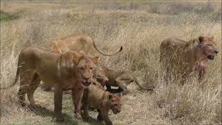 Africa Tanzania Lions devour carcass [upl. by Millford306]