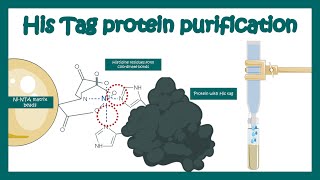 His tag protein purification  Application of his tag purification  Affinity chromatography [upl. by Dann]