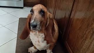 Rosy the basset hound says lets eat [upl. by Otreblada662]