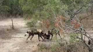 Wild Dogs KILL 2  Duiker [upl. by Yram]