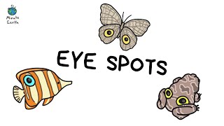 WHY DO ANIMALS HAVE EYE SPOTS  SCIENCE MINUTE [upl. by Heyes]