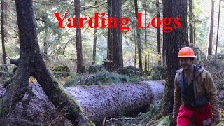 Bucking and Yarding Big Sitka Spruce Trees [upl. by Latoyia]