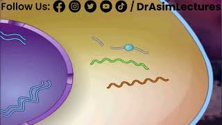 Life Cycle of HIV Part 02 [upl. by Shamus288]