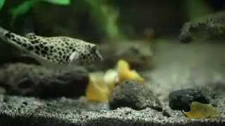 Tetraodon duboisi CONGO PUFFERS in the Aquarium First time imported and ultrarare [upl. by Otinauj]