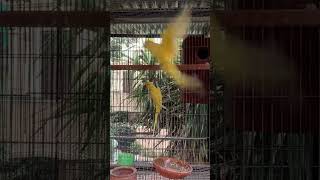 Yellow Ringneck parrot [upl. by Ecaj]