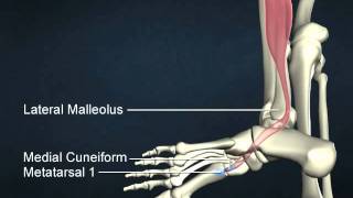 fibularis longus [upl. by Nwahsak]