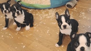 Boston Terrier Puppies  Week 6 [upl. by Hplodnar]