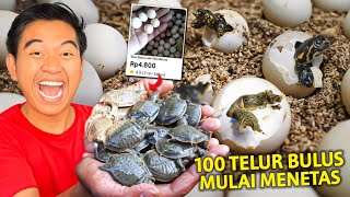 100 BUTIR TELUR BULUS DARI TOKO ONLINE MULAI MENETAS BAYINYA LUCU BANGET [upl. by Aggi]