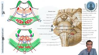 Pons Cross Sectional Anatomy [upl. by Tibbs]