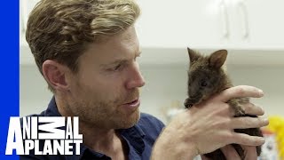 Injured Pademelon’s Life Saved  Vet Gone Wild [upl. by O'Conner]